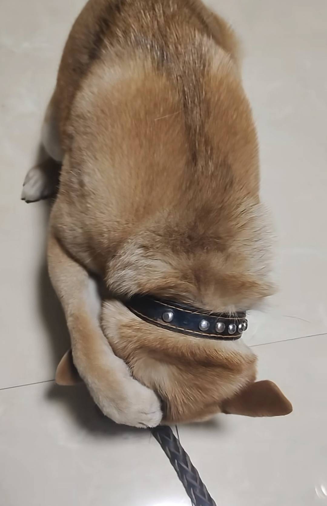 狗子犯错被主人打,挨打竟然手挡着着脸. 网友:江湖规矩,打狗不打脸