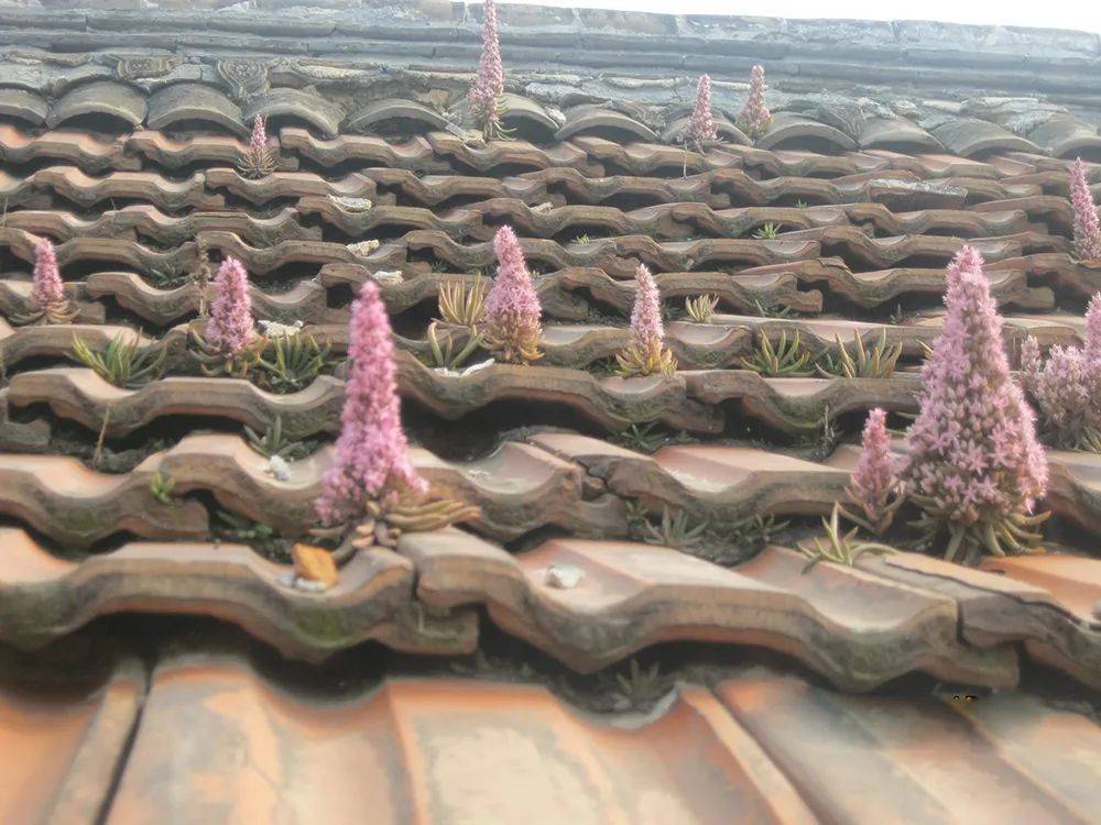 以前农村瓦房上常见,人称"瓦神",如今很稀罕,若是见到请珍惜_瓦松