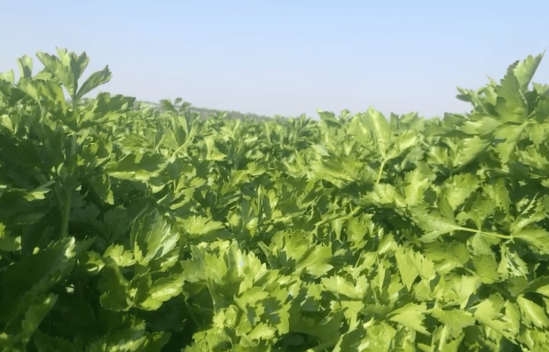 目前马家沟芹菜种植面积达2万多亩成为带动当地农民致富增收的重要