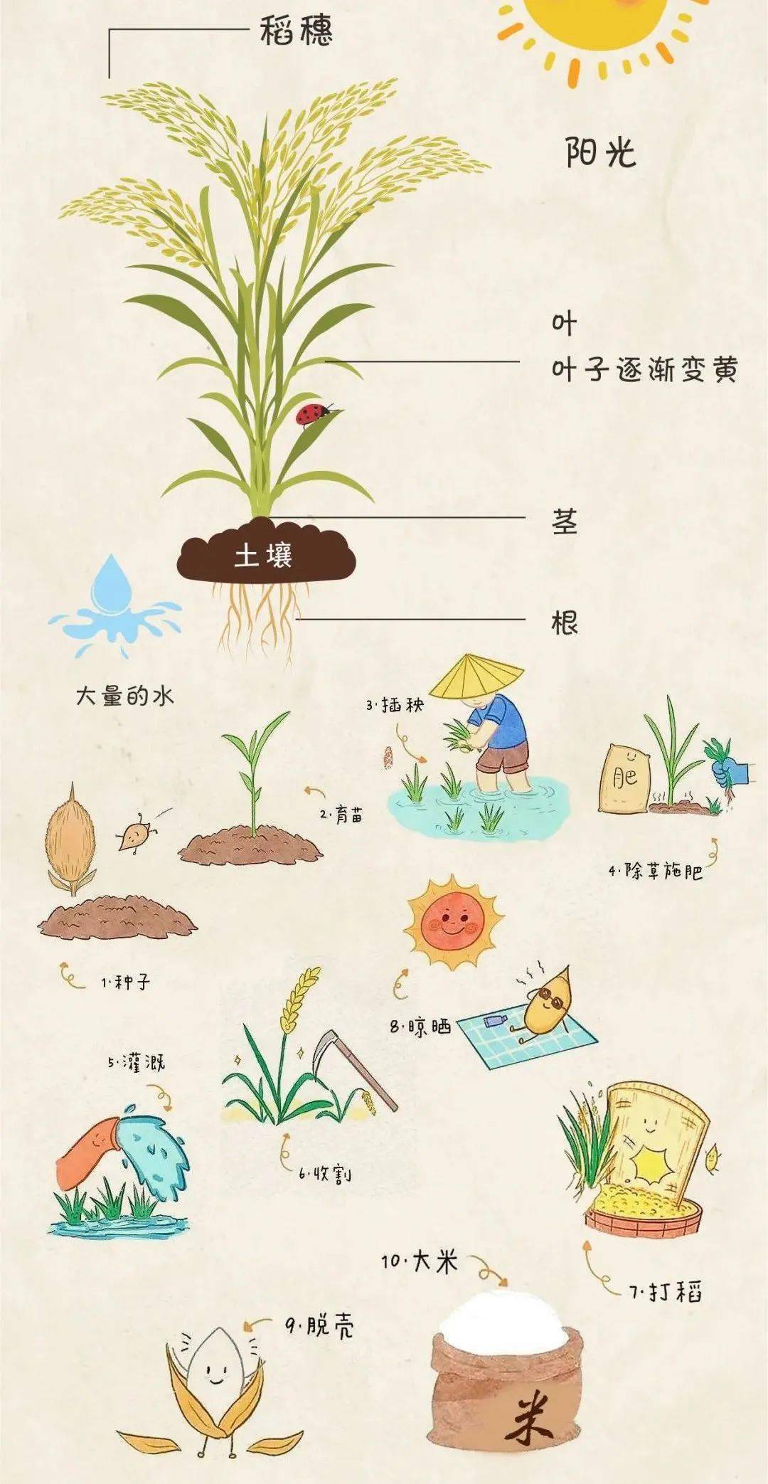 稻米对我们的生活有着重要的影响{ 研学课堂