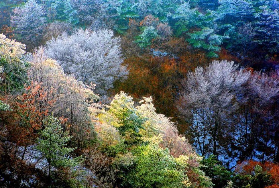 快收藏这份淄博赏红叶最全指南,带你邂逅最美秋景!_博山区_秋色_美景