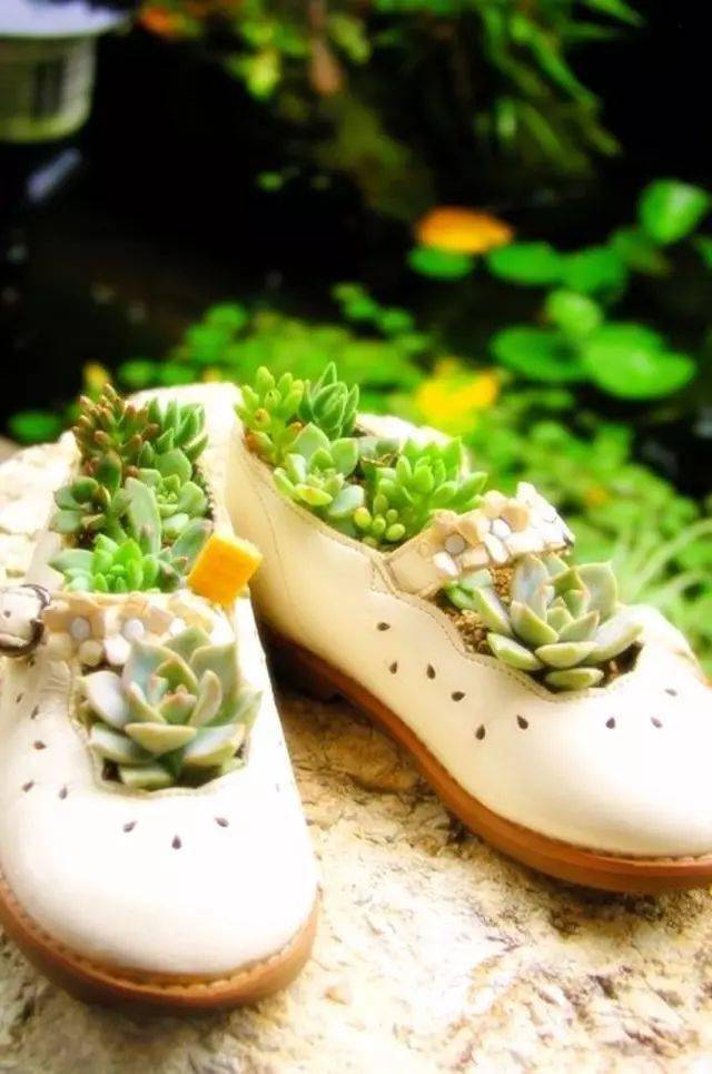 穿完的旧鞋子来种花,分分钟美爆你的家!_植物_雨鞋_花朵