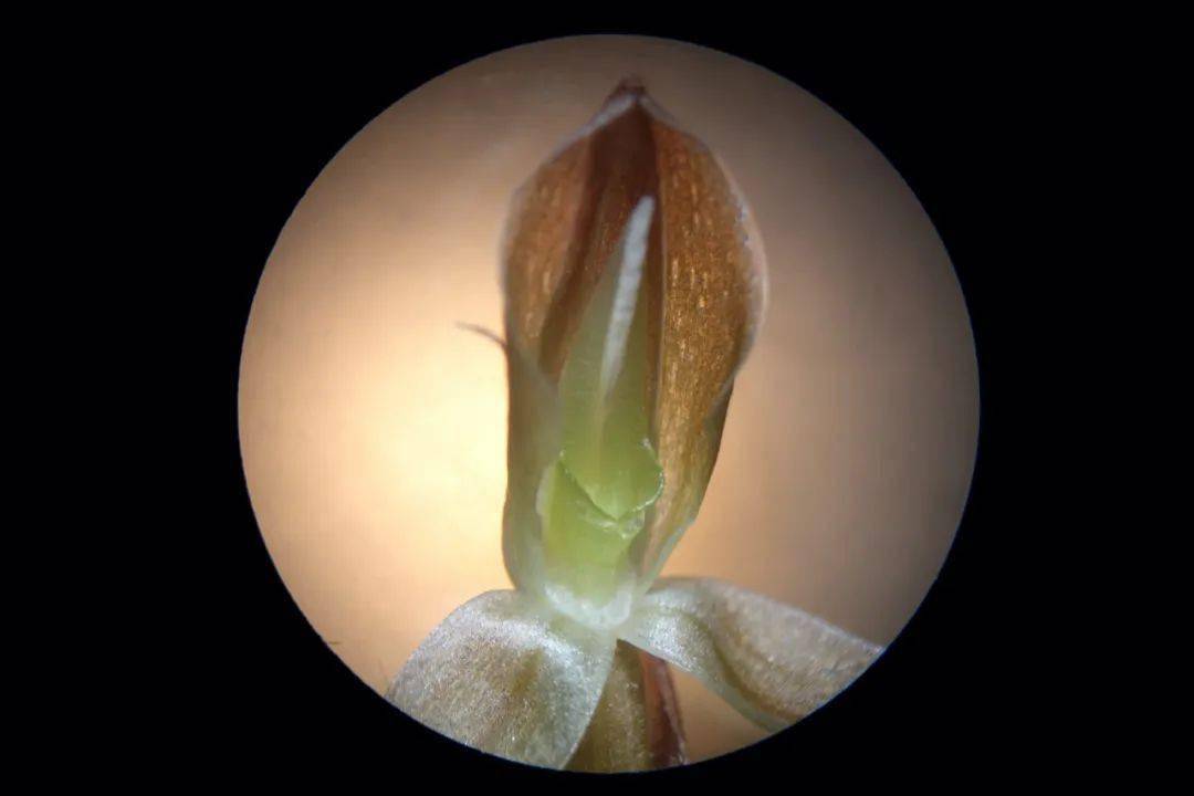 斑叶兰的种子图片图片
