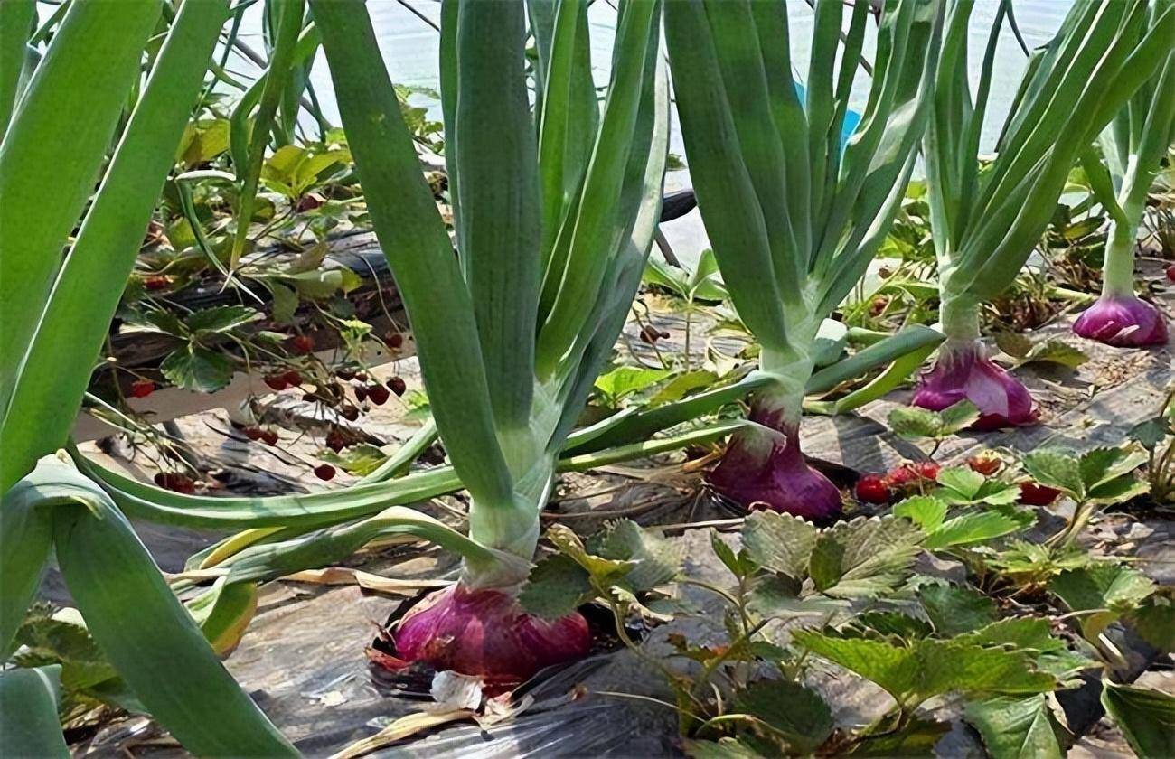 洋葱种植技术要点