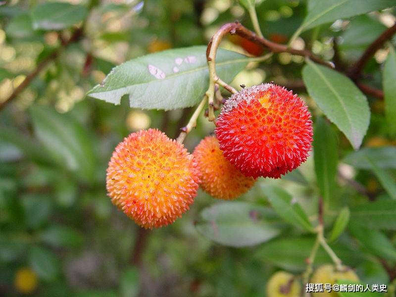 【植物界全系列】杜鹃花目—杜鹃花科(六):熊果_浆果_北极_北美