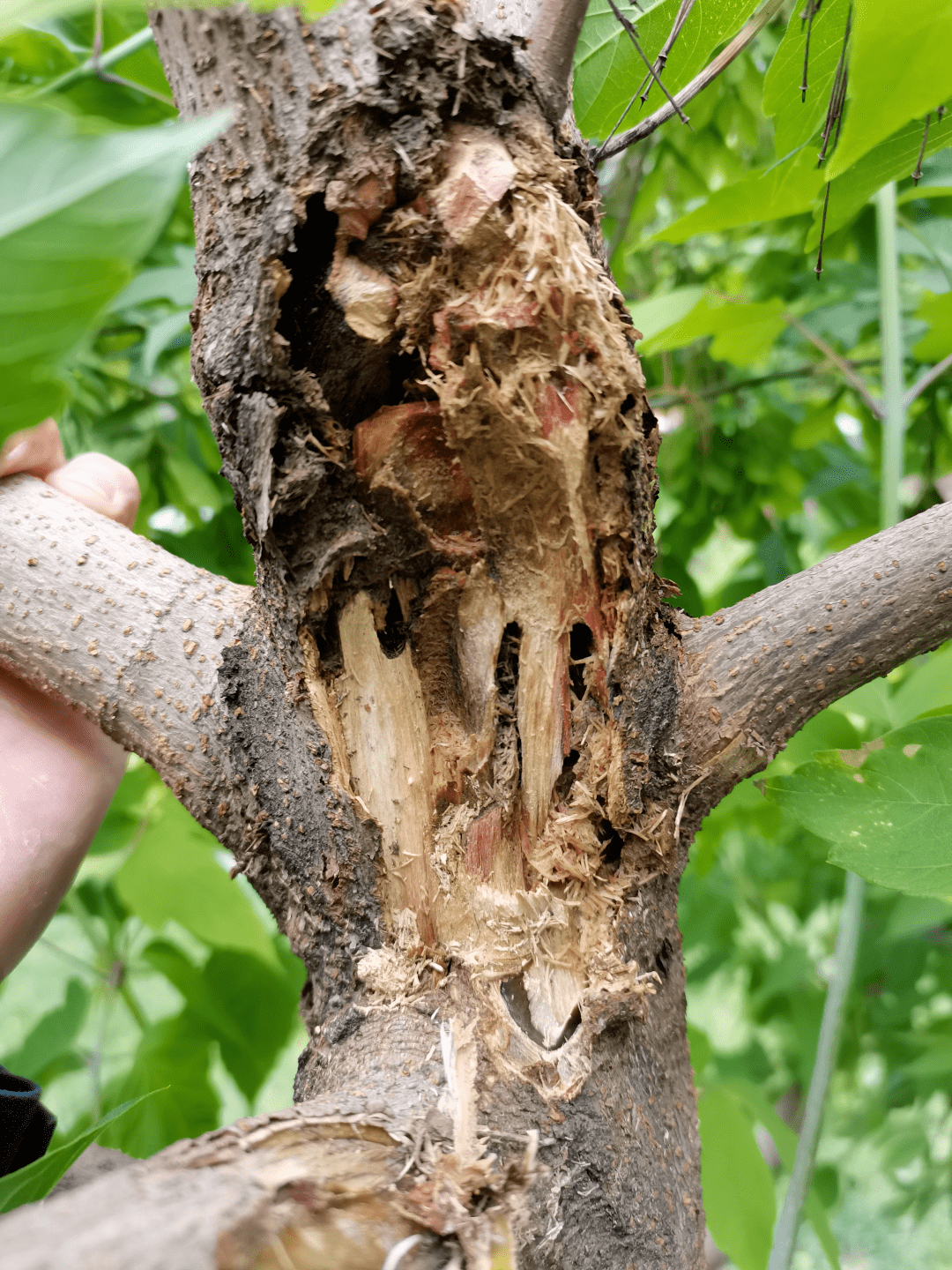 园林植保丨榶槭蛀干害虫防治