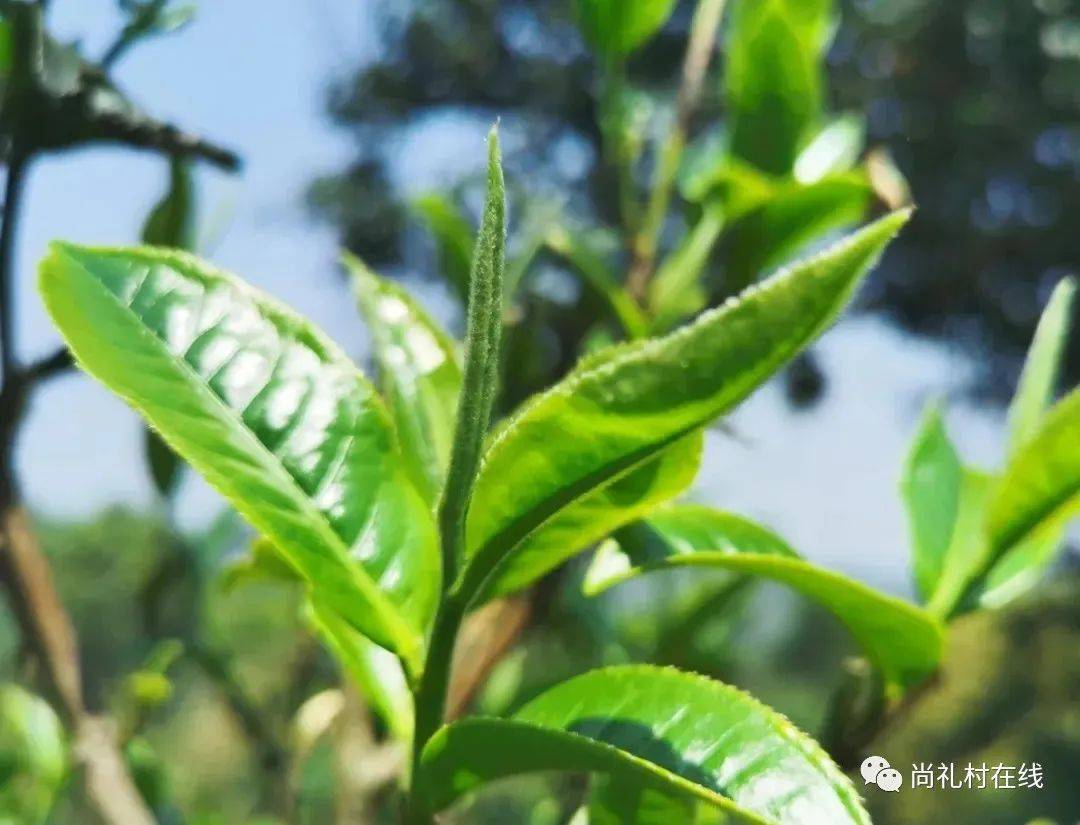 生长在云南省镇沅县内2700多年树龄的野生古茶树王。周边分布着上万亩野生茶树，属于自然保护区。 - 中国国家地理最美观景拍摄点