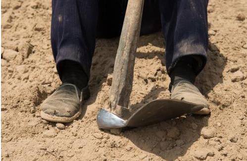 张东斌:父亲的镢头_刨地_土地_孩子