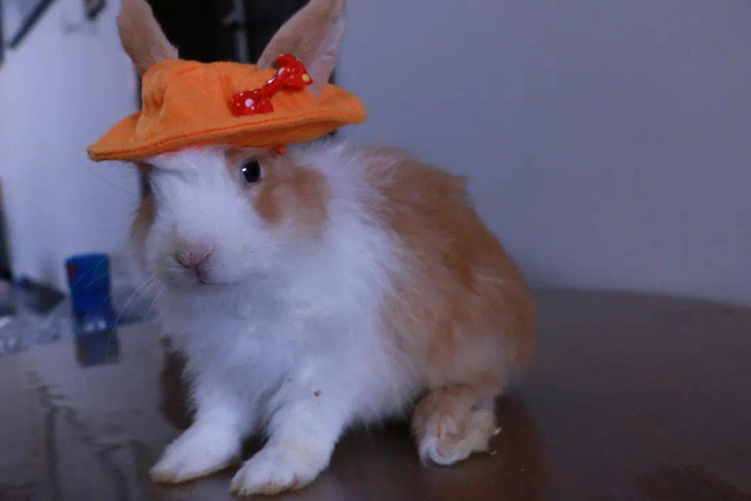 你是一名合格的铲屎官吗?从兔兔的这些方面就能知道答案!