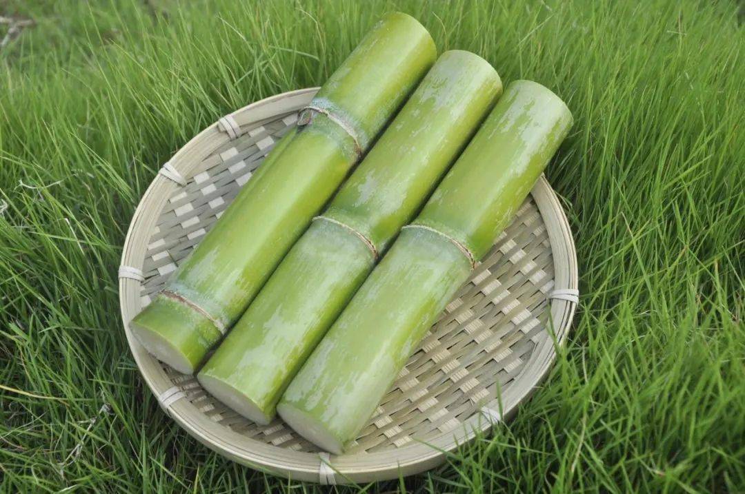 【陶山甘蔗】皮薄质脆,汁多清甜,节长,渣松而软,咔嚓咔嚓轻松啃~_种植