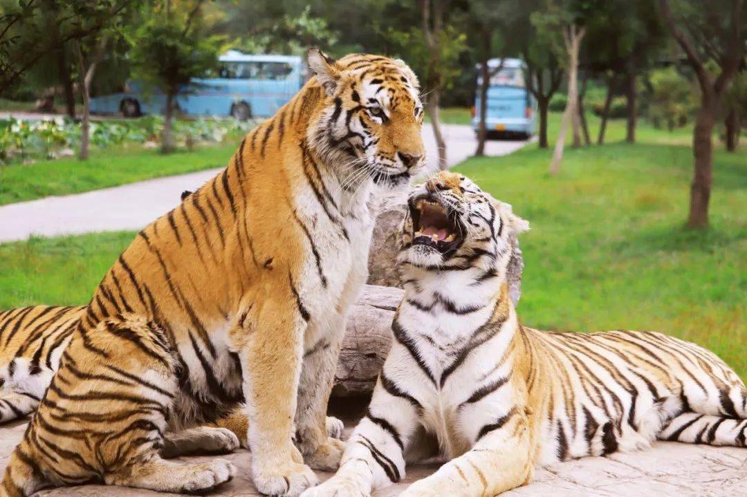 上海野生動物園特惠99元!還有歡樂谷/錦江樂園.一大波遊玩特惠別錯過!