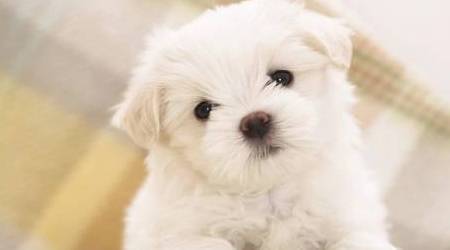 狗狗口角炎吃什么 维生素 食物 补充