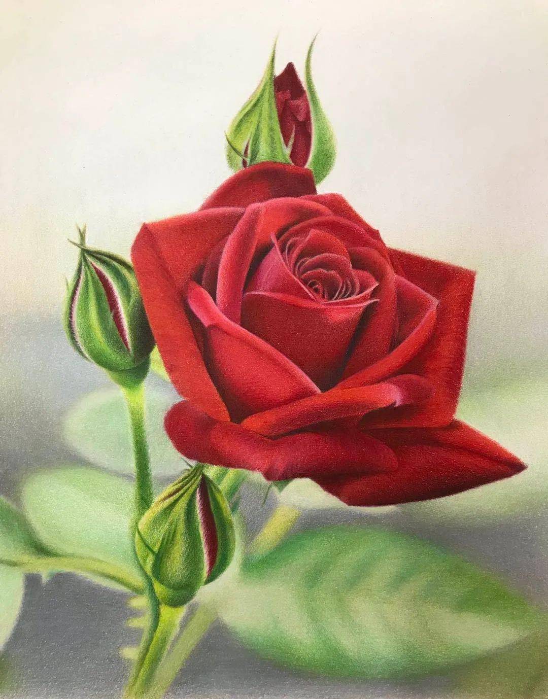彩铅花卉教程丨来一支热情玫瑰吧~彩铅花卉玫瑰手绘详细教程图解_step
