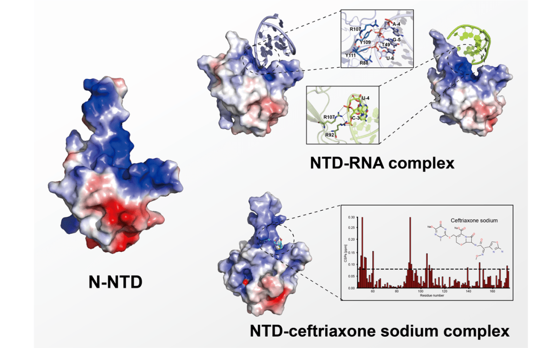 RNA rna