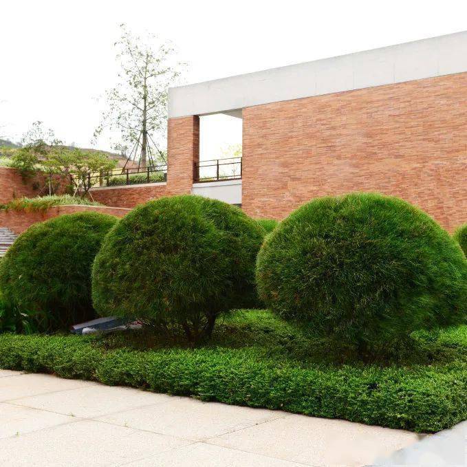 不同的灌木球组合方式,请查收~_华苑_园林_景观