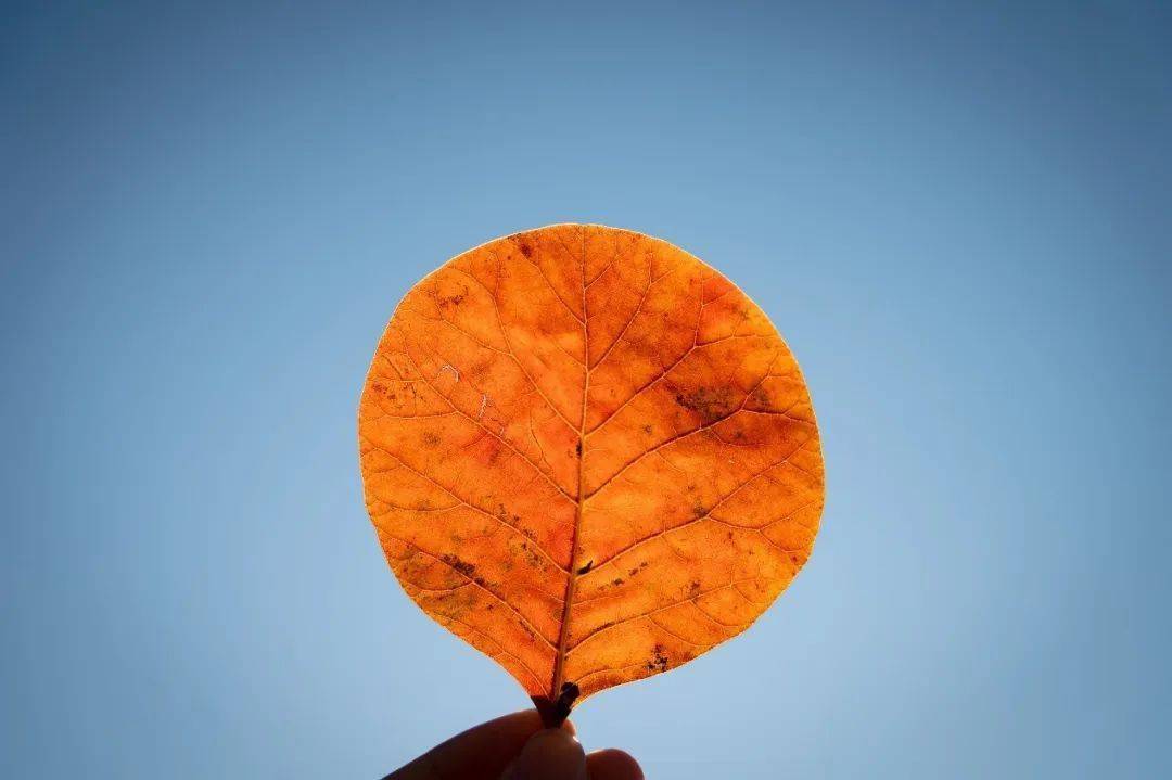 鲁大今天几度？打个喷嚏都是“爱秋”！