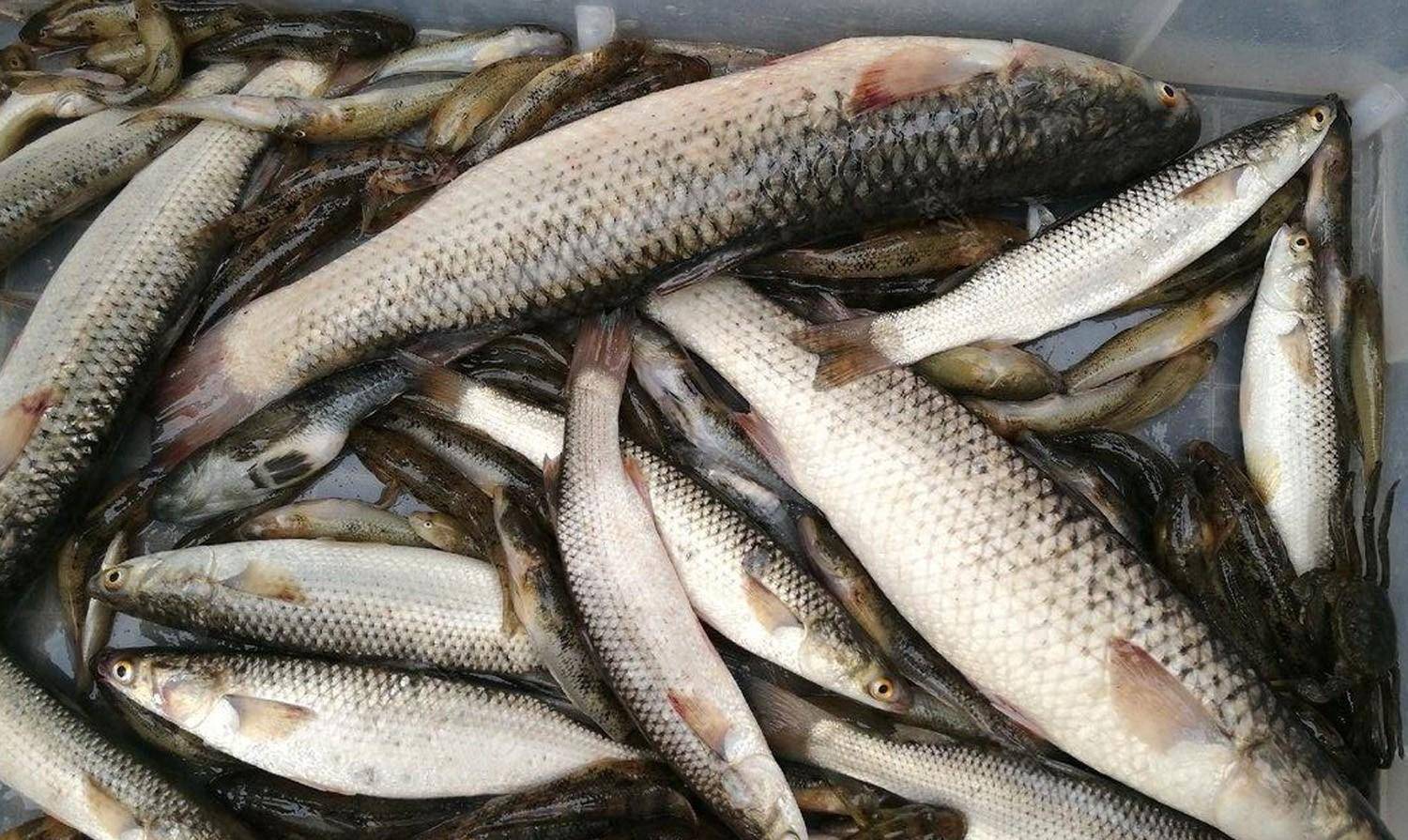 鲻鱼的习性,捕捞方法和诱饵技巧_鲢鱼_是一种_饵料