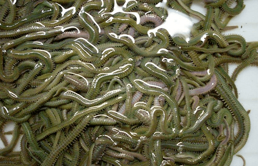 哪怕它形似蜈蚣,价格不低有一种虫子开始闪亮登台了在望