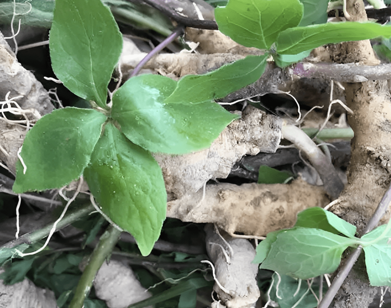 山海螺,白蟒肉,山胡萝卜等,其实都可以,因为这些也是四叶参的别名,它