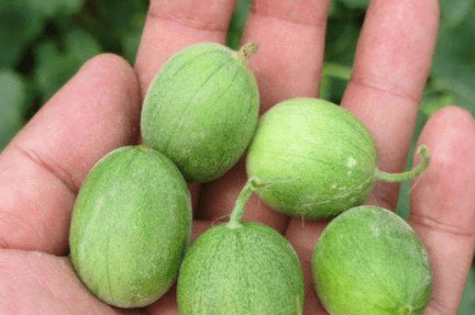 野果长得像小西瓜,小孩拿它当玩具,却不知它价值不菲_黄色_绿色_人体