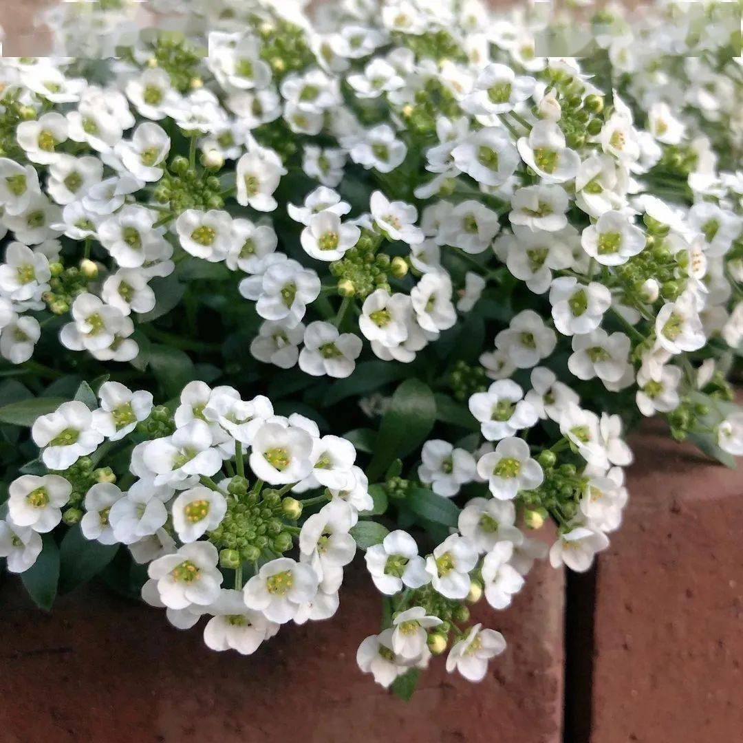 提升氛围感的10种散雾状花境植物_cm_花色_粉色