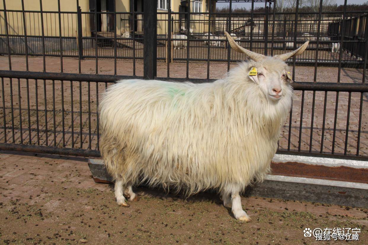中小养羊户怎样避免小羊吃"馊饭"_秸秆_绒山羊_密封