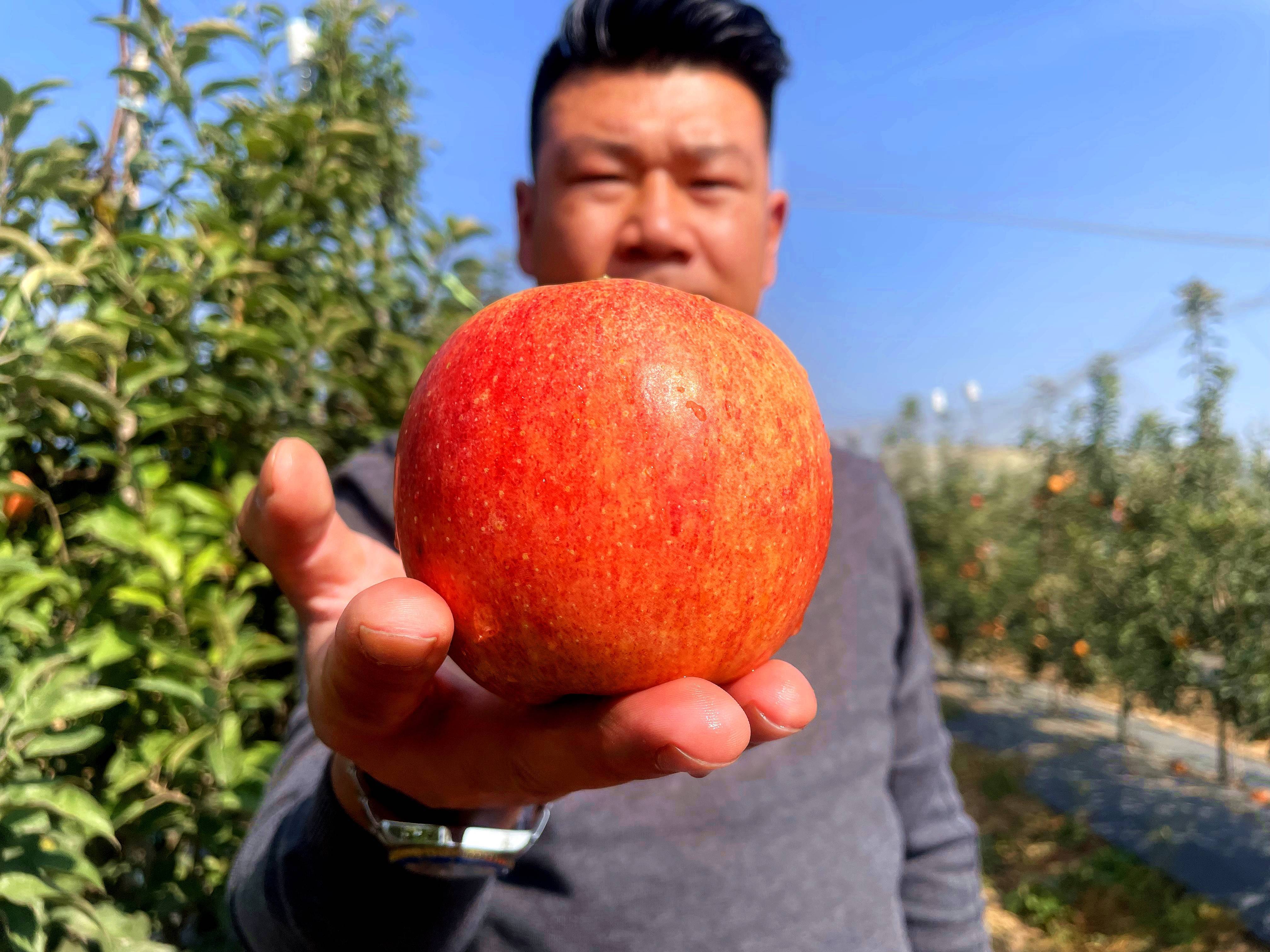 中秋王苹果品种介绍图片