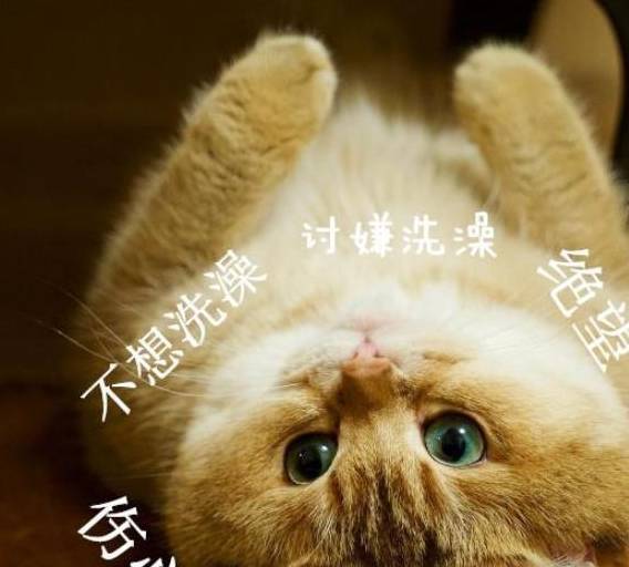 猫咪传闻要洗澡之后，脸色亮了，第六只你是认实的吗？