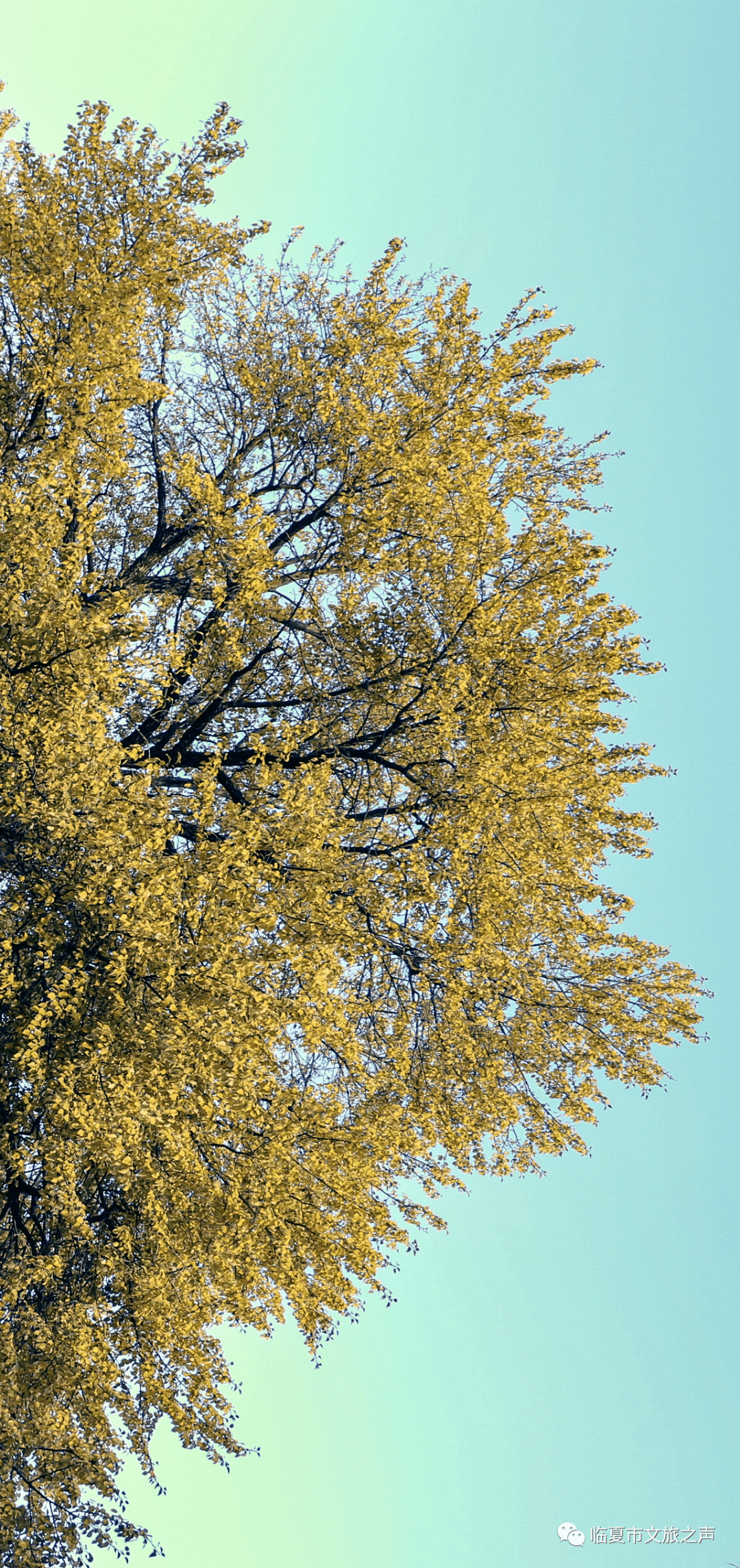 放慢脚步，在临夏和秋天碰个满怀~