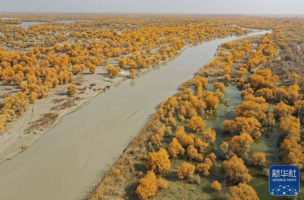 新疆塔里木河流域:深秋胡杨秀美如画_新华社_尉犁县_汪志鹏