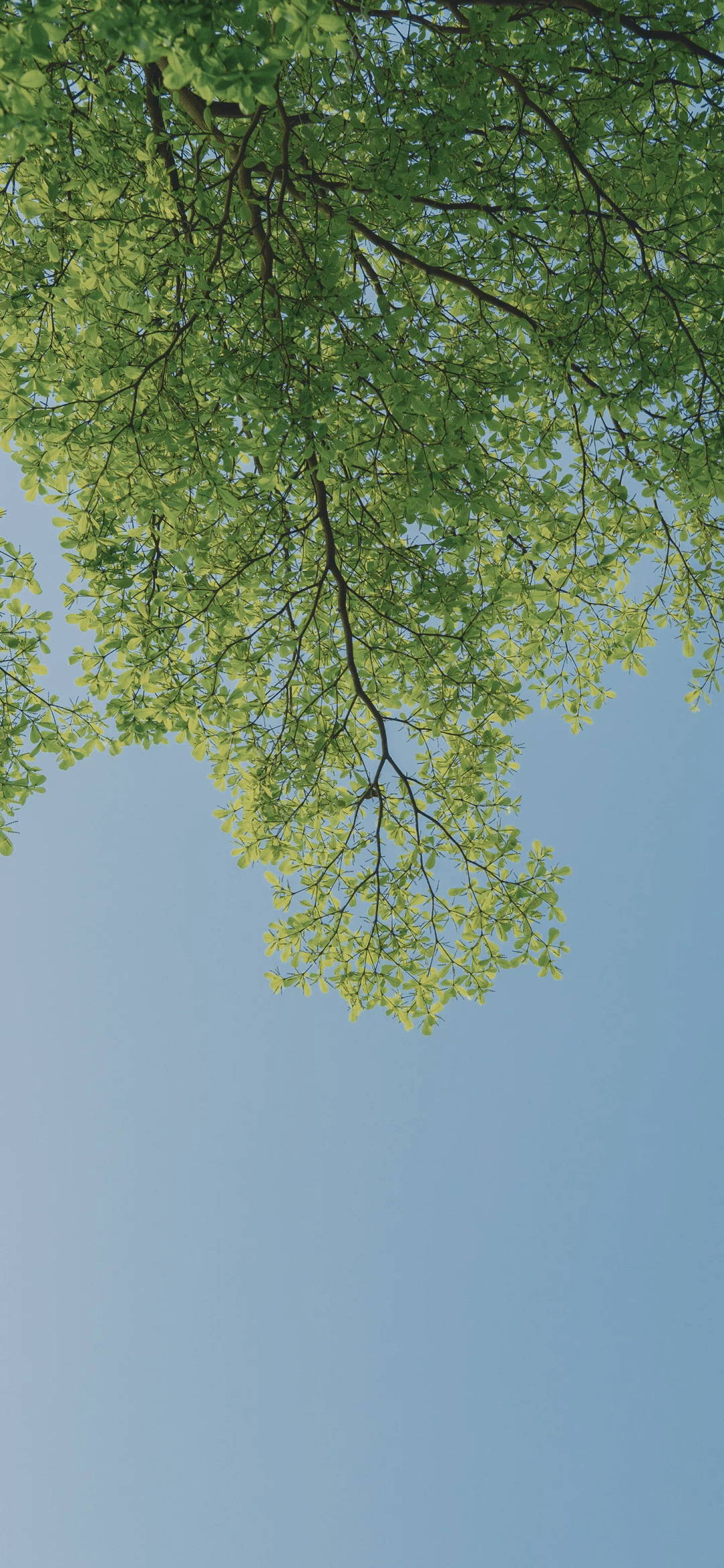 壁纸 | 活在当下，随遇而安