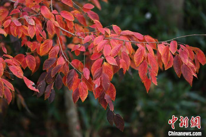 生物多样性保护：6700万年前珍稀植物扎根南京_手机搜狐网