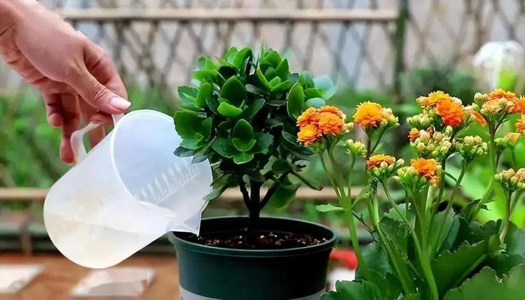 11月份后,只有等盆土干透之后才能给长寿花浇水.