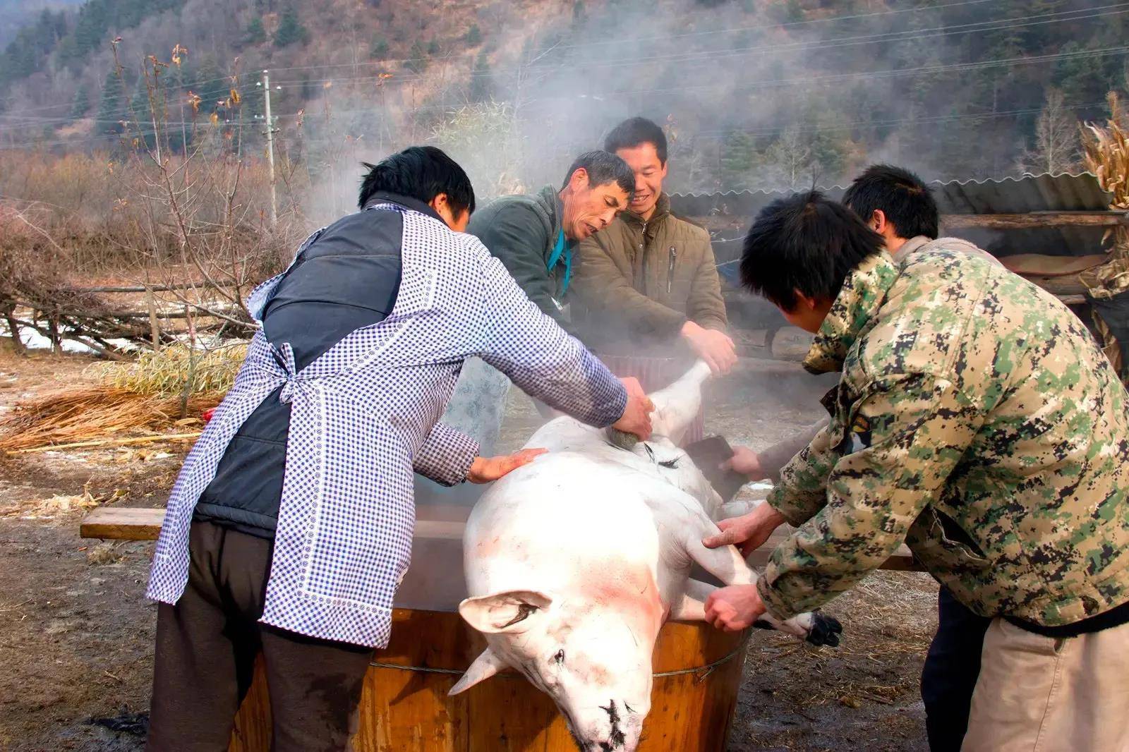 农村杀猪卖肉凭什么罚款?