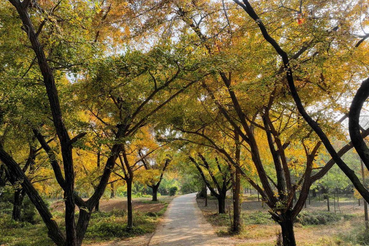 山东郯城:30万亩银杏林迎来最佳观赏季_临沂_新村_美景