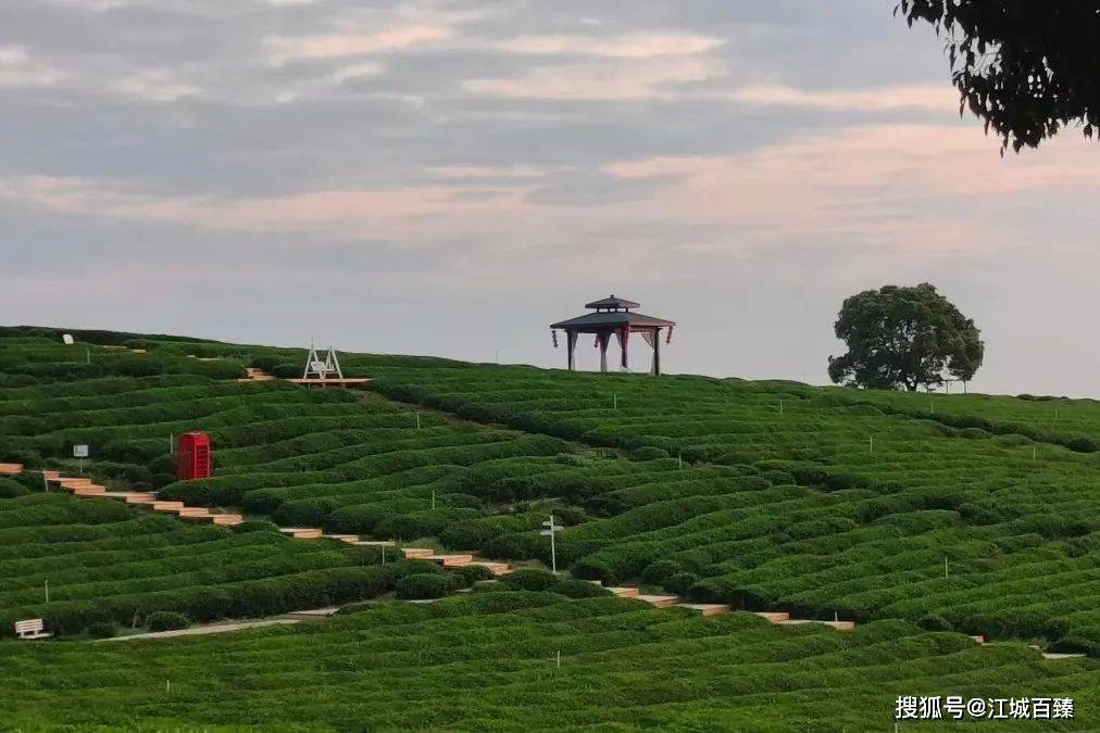 武汉优质农产品——柏泉绿茶:助农创收好项目 带动乡村振兴!