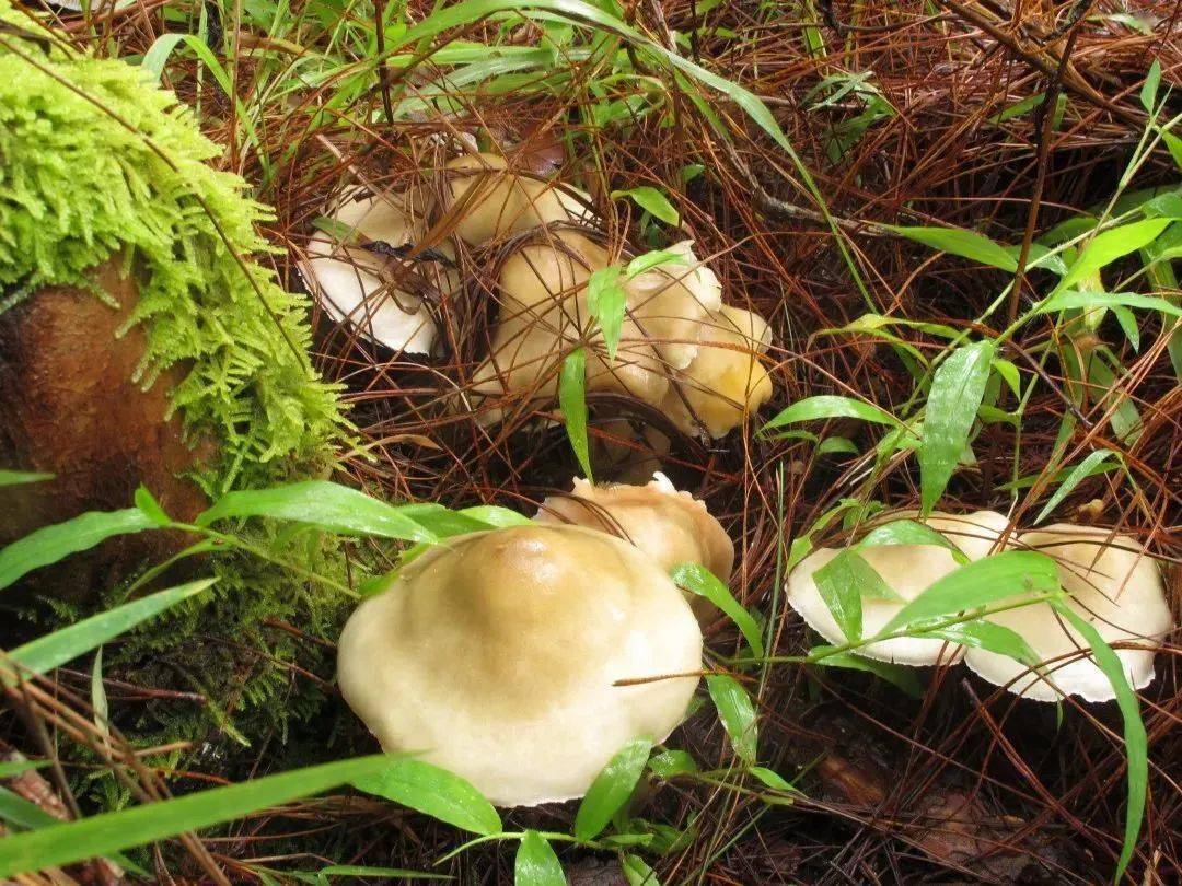小心,皂味口蘑有点毒!_白色_黄绿色_kumm