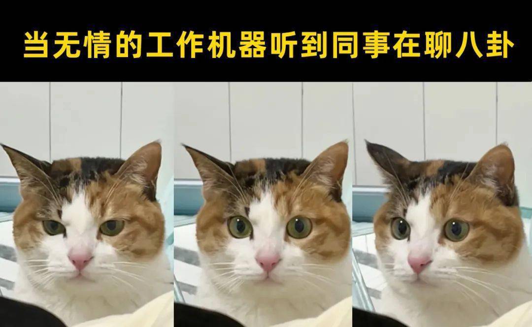 28张猫咪热门梗图,笑到断气哈哈哈哈哈哈_meme_喵君_by