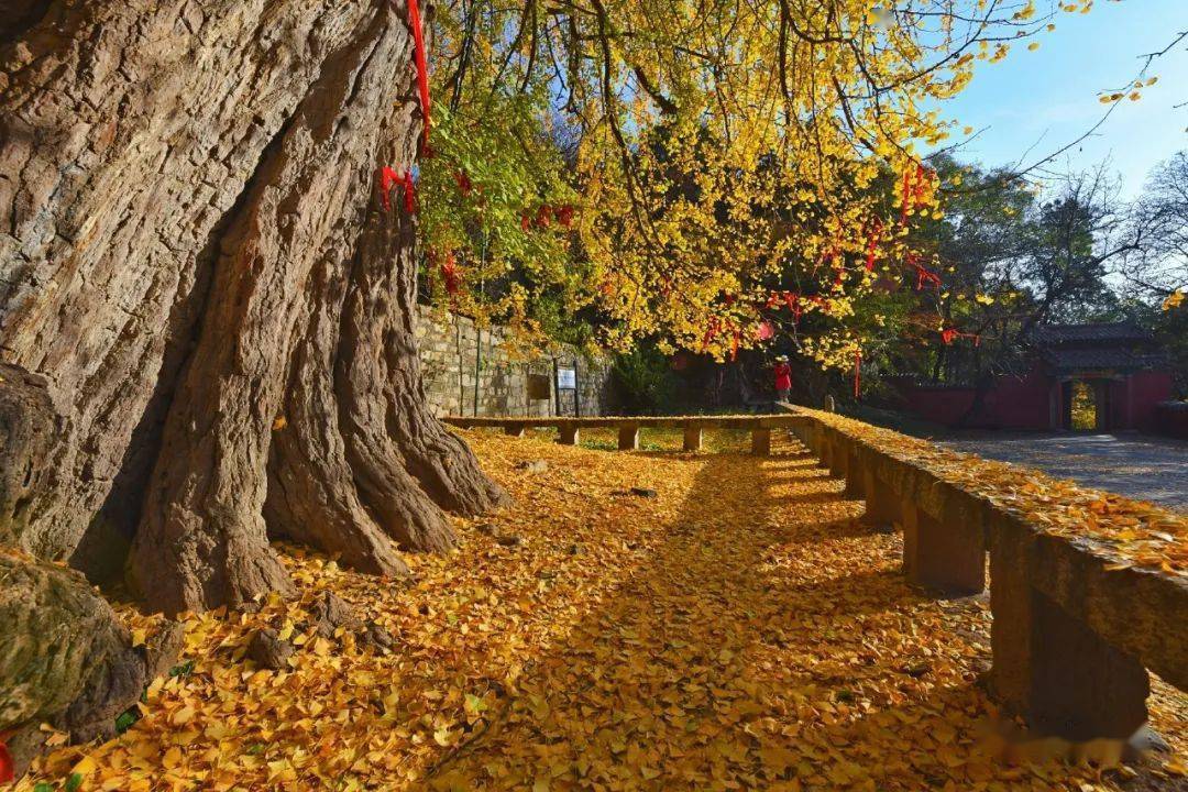 泰山玉泉寺|千年银杏黄满枝,又到最美赏叶时_景区_时节_满目