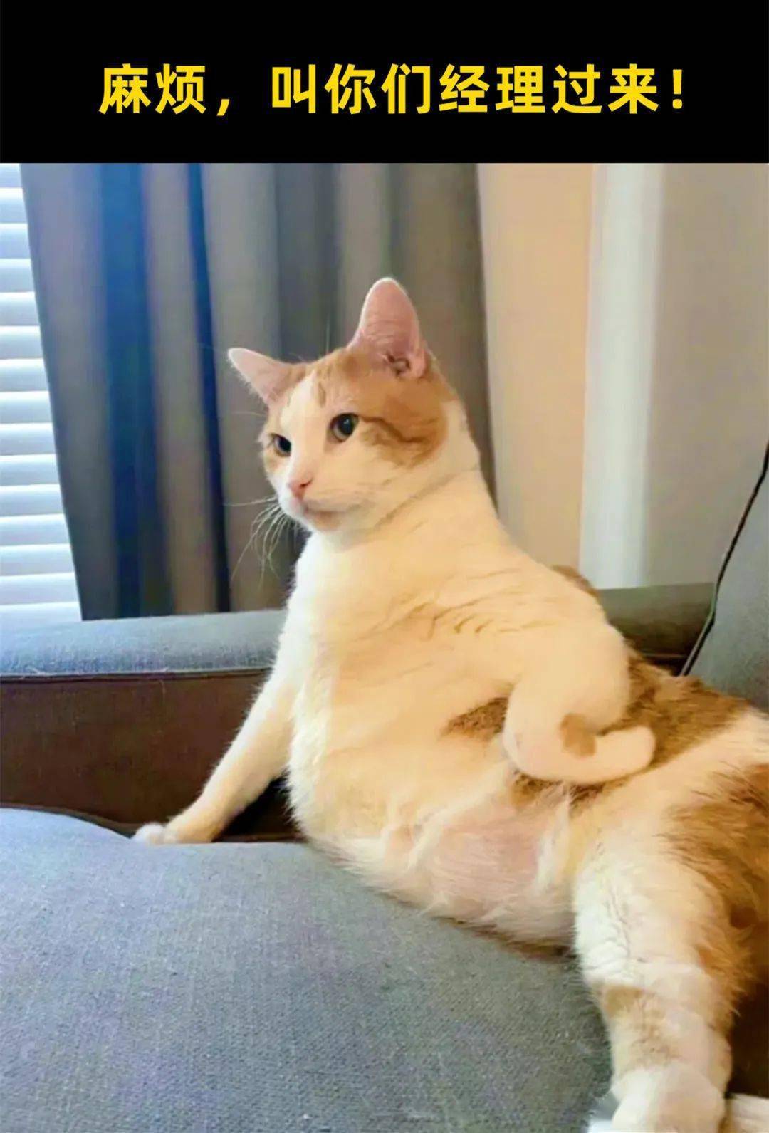 28张猫咪热门梗图,笑到断气哈哈哈哈哈哈_meme_喵君_by