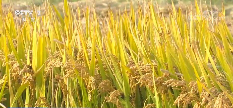 秋收好“丰”景 90万亩水稻进入成熟收获期_糯稻_怀远县_蚌埠