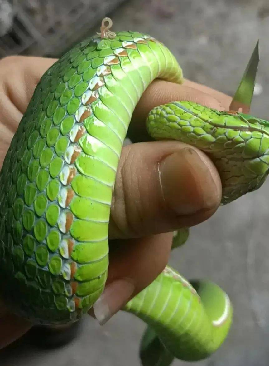 而且本身形似洛铁的蛇头也具备很强的威慑力,别说是给它挑寄生虫了,摸