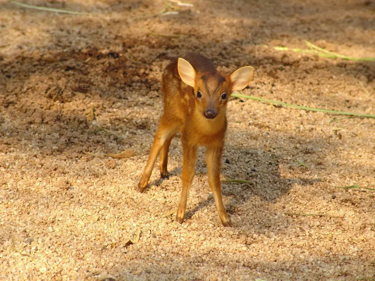 看我有獐宝,所以被撂倒?