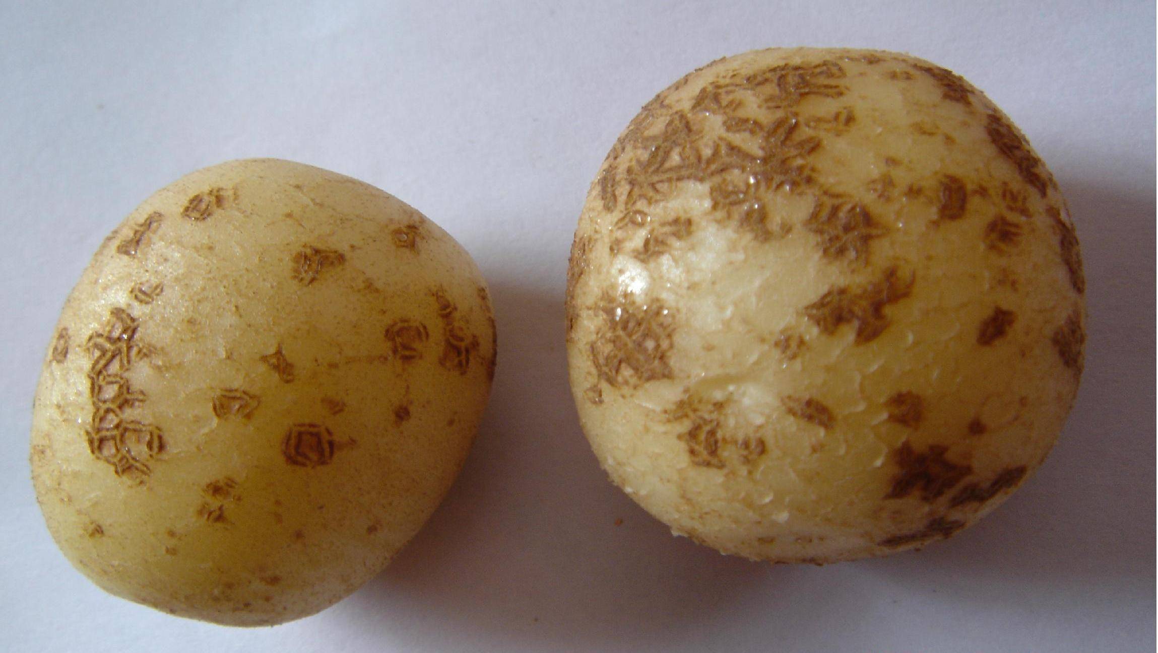 马铃薯疮痂病的防治方法