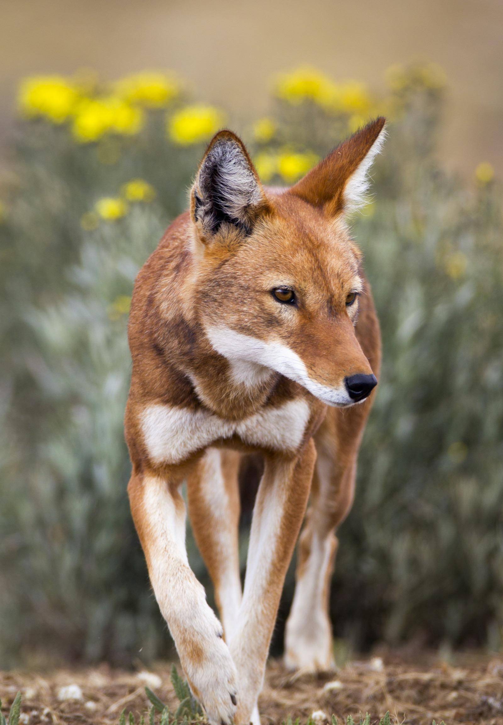 最后的埃塞俄比亚狼汇川爆点·11-06 17:45我国建筑公司在尼日利亚