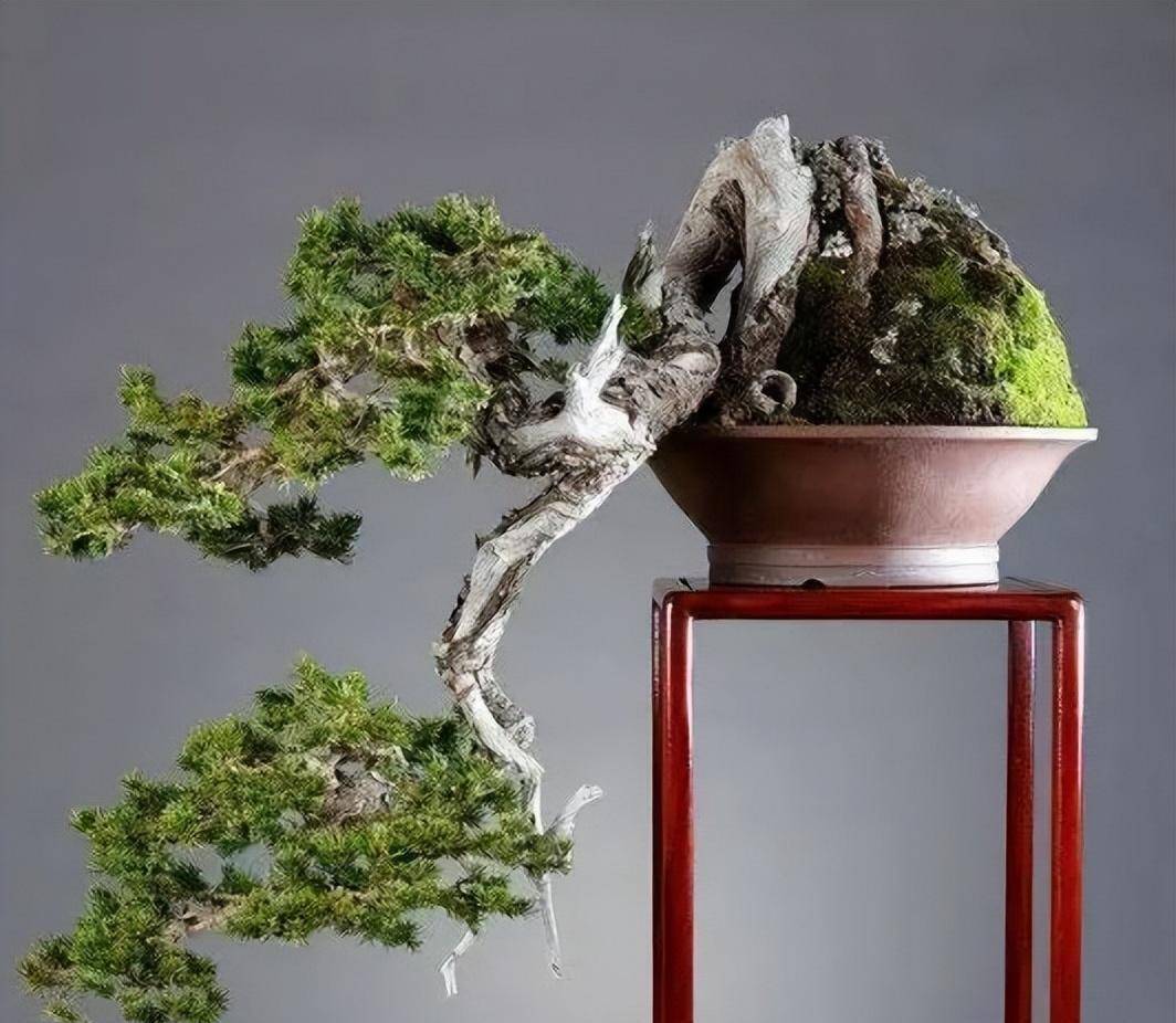 重新崖柏首次大规模回归野外,系扦插繁殖 意义有多大?_保护_物种_现象