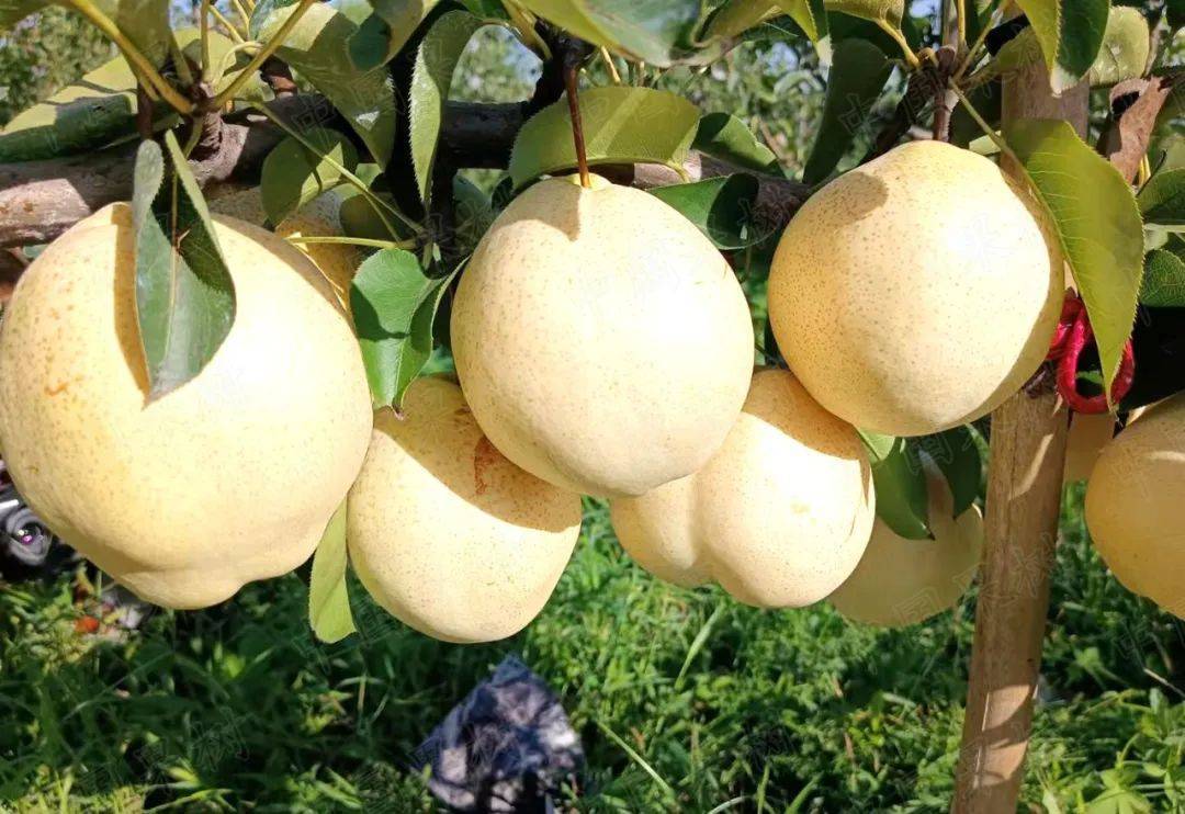 【山农酥梨树】外观质量及内在品质表现非常好,肉质很细_授粉_品种