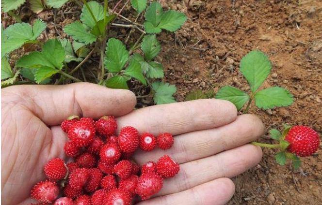 此种果实很美，你食用过吗？你晓得感化吗