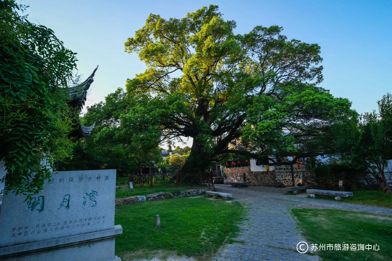 苏州西山岛明月湾村口1200岁古樟,唐代著名诗人刘长卿访友所植_古村