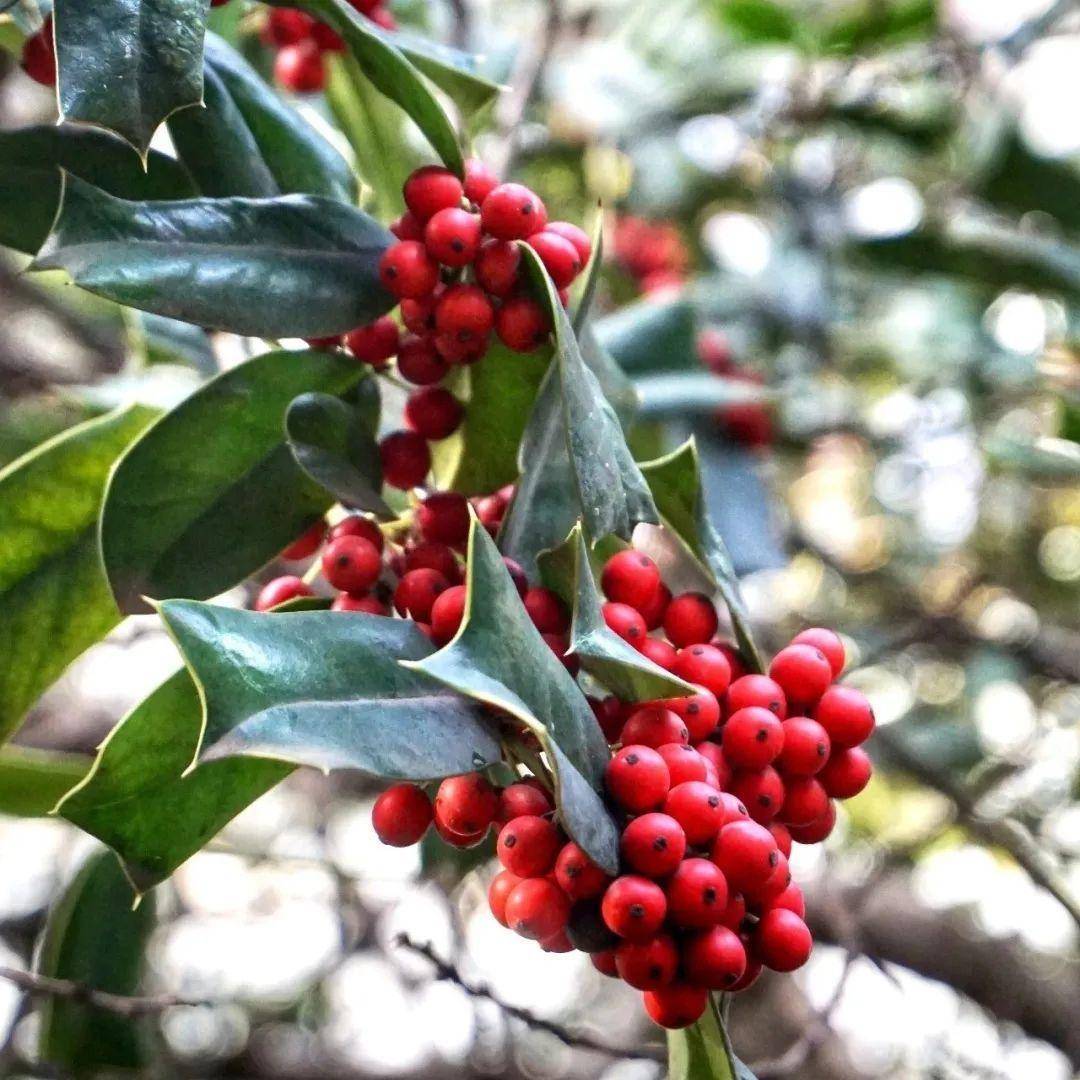 石榴压弯了枝头,绚烂的松果菊迎风怒放,火红可爱的枸骨果凝成串串挂珠